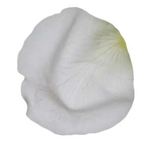 白色嫩叶片花瓣